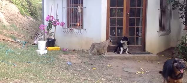 BINTEO-Η αντίδραση του σκύλου, όταν αντιλήφθηκε το «λιοντάρι»
