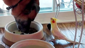 ΒΙΝΤΕΟ-Ο παπαγάλος τραγουδά και ο σκύλος τρώει