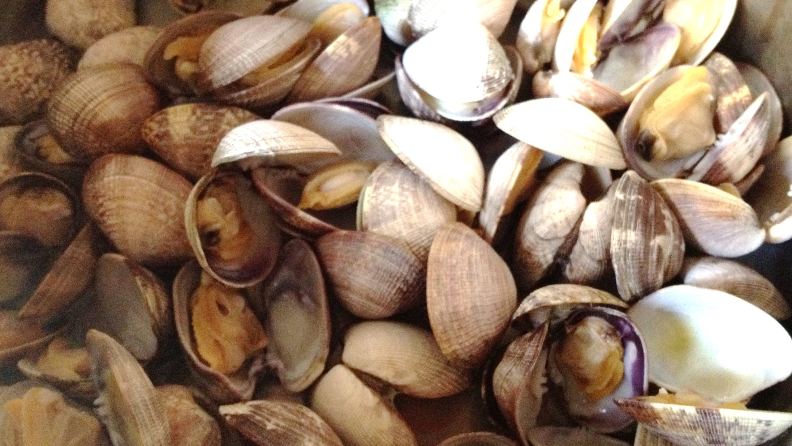 Μετέφεραν παράνομα οστρακοειδή