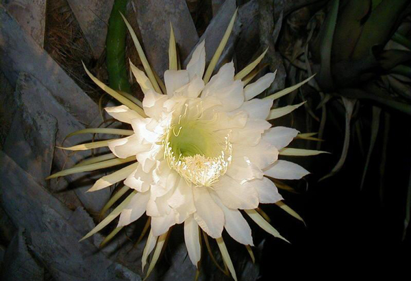 Κάκτοι ανθίζουν για 24 ώρες τον χρόνο