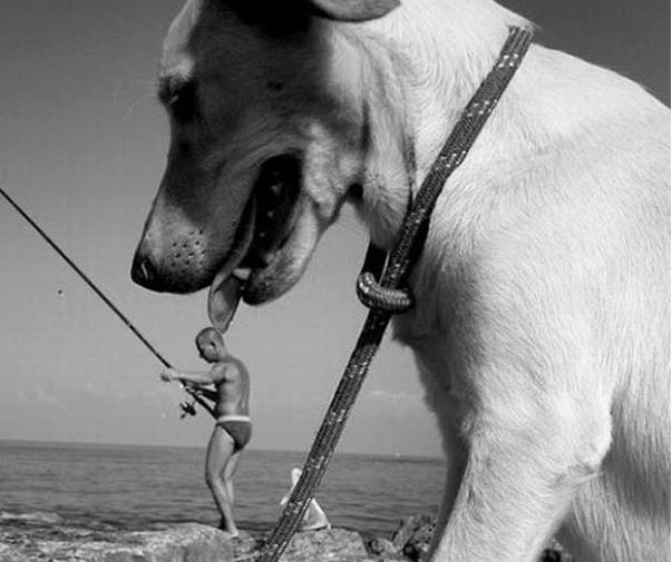 ΦΩΤΟ-Όταν τα σκυλιά κλέβουν την παράσταση