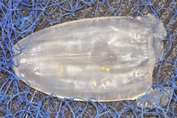 Νέα δηλητηριώδης μέδουσα χωρίς πλοκάμια