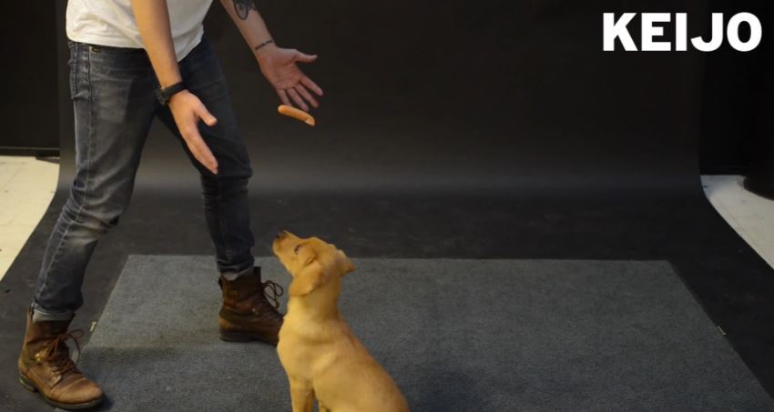 ΒΙΝΤΕΟ-Μαγικά σε… σκύλους