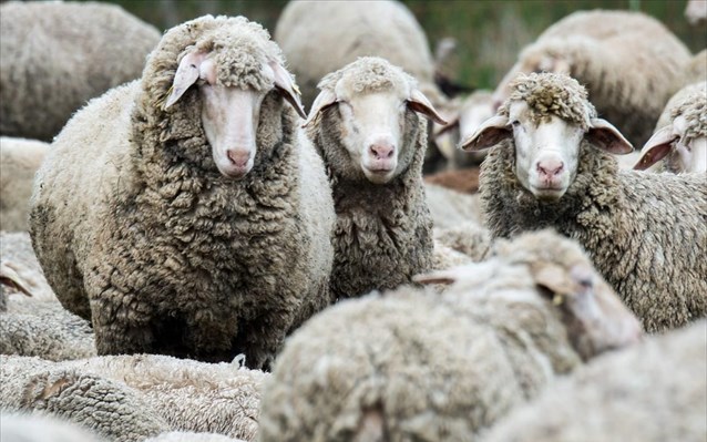 Δεκάδες κρούσματα καταρροϊκού πυρετού σε κτηνοτροφικές μονάδες