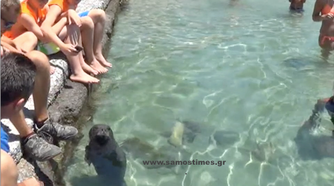 ΒΙΝΤΕΟ- Σάμος-Η μικρή μονάχους-μονάχους που της αρέσει η παρέα