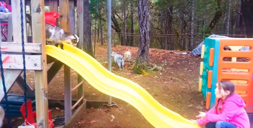 ΒΙΝΤΕΟ-Κατσίκια κάνουν… τσουλήθρα