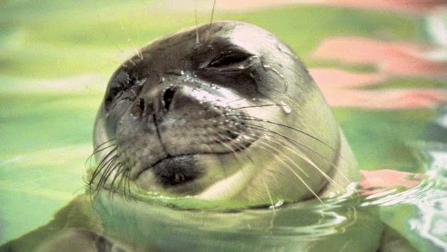 ΦΩΤΟ-Φώκια βρέθηκε νεκρή σε παραλία