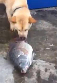 BINTEO-Αυτός ο σκύλος έχει… χρυσή καρδιά