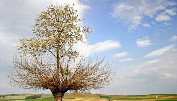 perierga.gr - Παράξενο διπλό δέντρο!