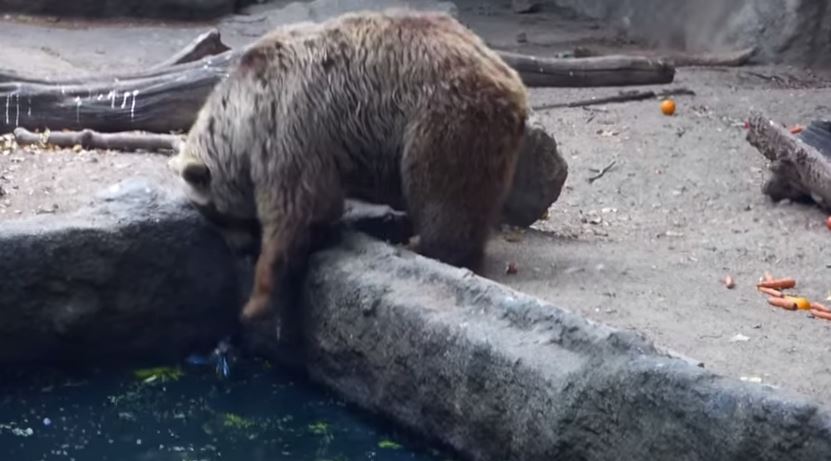 BINTEO-Αρκούδα έσωσε κοράκι από πνιγμό