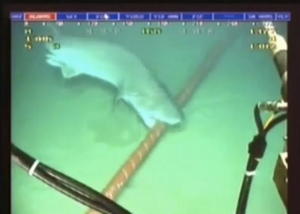 Καρχαρίες επιτίθενται στις υποβρύχιες οπτικές ίνες της Google