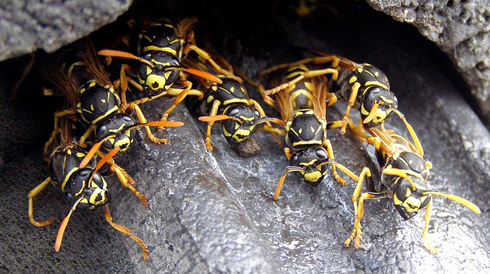 Δέχτηκαν μαζική επίθεση από σφήκες