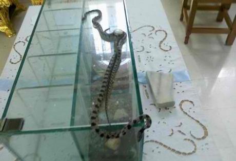 Εμφανίστηκε το πρώτο φιδάκι της Παναγίας στην Κεφαλονιά