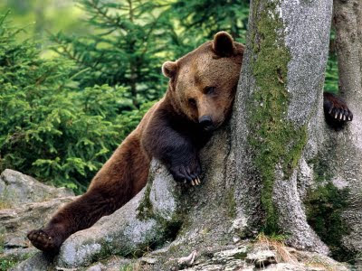 Και δεύτερη αρκούδα νεκρή από σφαίρα στις Πρέσπες