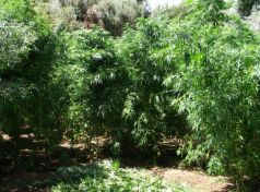 Εντοπίστηκε χασισοφυτεία μαμούθ στην Φήκη Τρικάλων