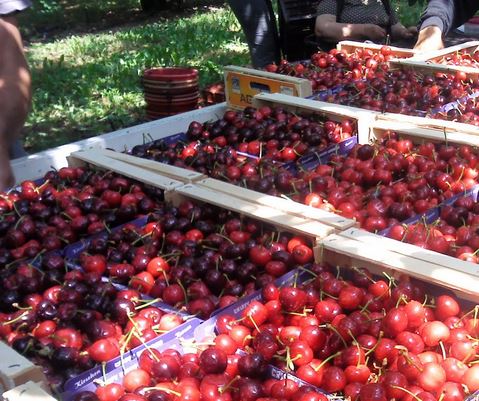 Σε 12 εκατ.€ η ζημιά από το ρωσικό εμπάργκο