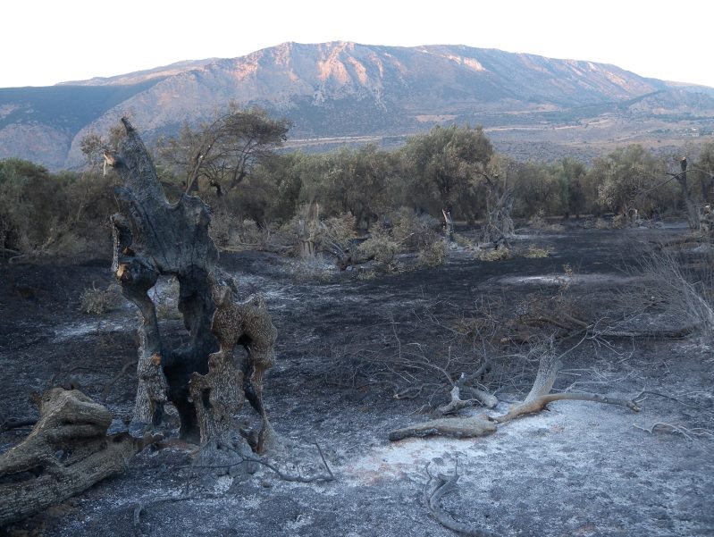 ΒΙΝΤΕΟ-Πέρσι κάηκε ο ελαιώνας και φέτος θα πληρώσουν ΕΝΦΙΑ