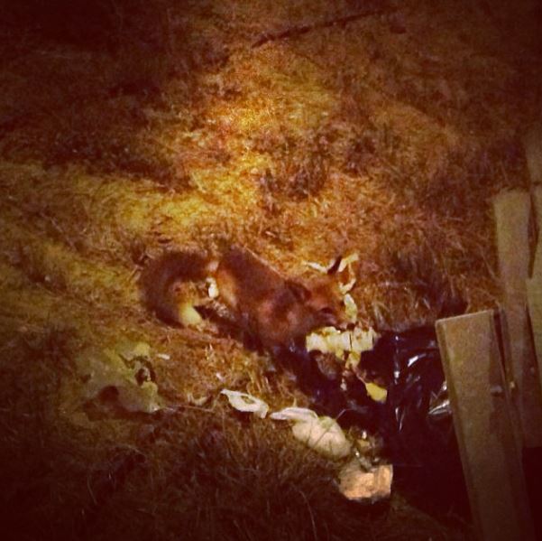 ΦΩΤΟ-Ποιος τραγουδιστής δέχτηκε επίθεση από αλεπού