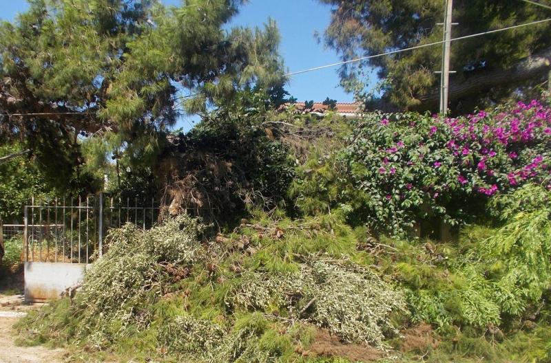 Θεσσαλονίκη-Φθορές σε αυτοκίνητα από πτώση δέντρου