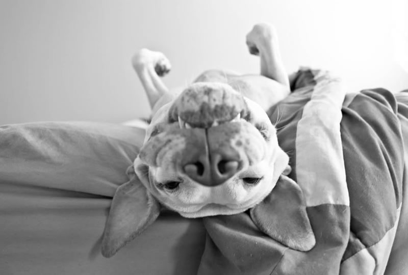 perierga.gr - Γλυκύτατα ζώα στην αγκαλιά του Μορφέα! perierga.gr - Γλυκύτατα ζώα στην αγκαλιά του Μορφέα!