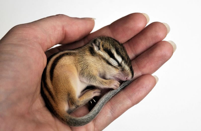 perierga.gr - Γλυκύτατα ζώα στην αγκαλιά του Μορφέα! perierga.gr - Γλυκύτατα ζώα στην αγκαλιά του Μορφέα!