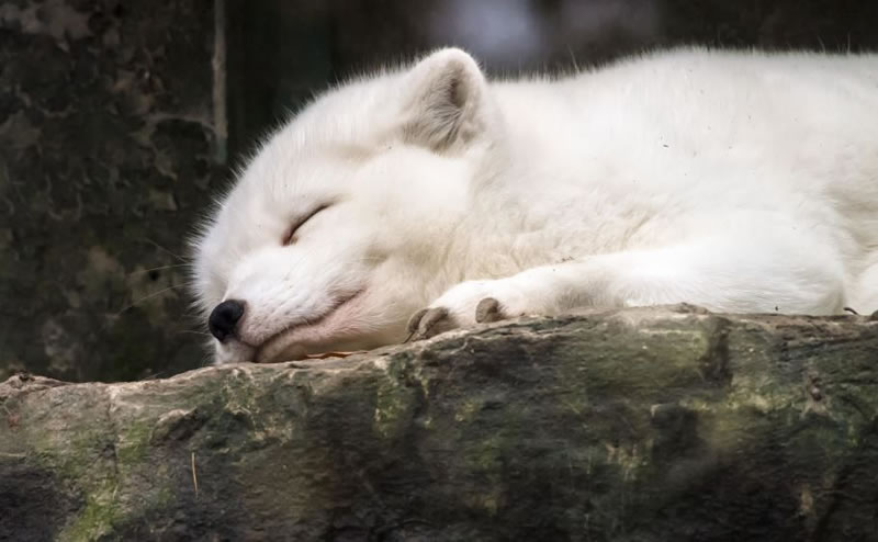 perierga.gr - Γλυκύτατα ζώα στην αγκαλιά του Μορφέα! perierga.gr - Γλυκύτατα ζώα στην αγκαλιά του Μορφέα!