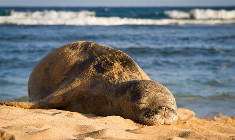 perierga.gr - Γλυκύτατα ζώα στην αγκαλιά του Μορφέα! perierga.gr - Γλυκύτατα ζώα στην αγκαλιά του Μορφέα!