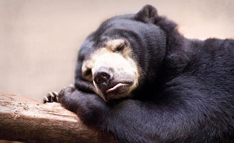 perierga.gr - Γλυκύτατα ζώα στην αγκαλιά του Μορφέα! perierga.gr - Γλυκύτατα ζώα στην αγκαλιά του Μορφέα!