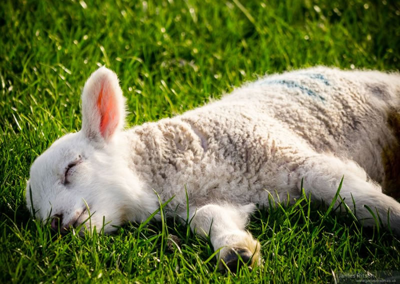 perierga.gr - Γλυκύτατα ζώα στην αγκαλιά του Μορφέα! perierga.gr - Γλυκύτατα ζώα στην αγκαλιά του Μορφέα!