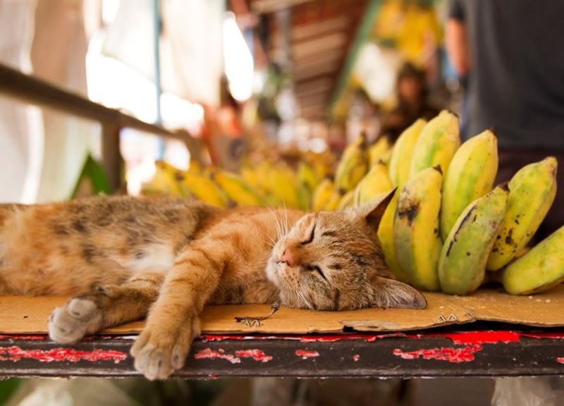 perierga.gr - Γλυκύτατα ζώα στην αγκαλιά του Μορφέα! perierga.gr - Γλυκύτατα ζώα στην αγκαλιά του Μορφέα!