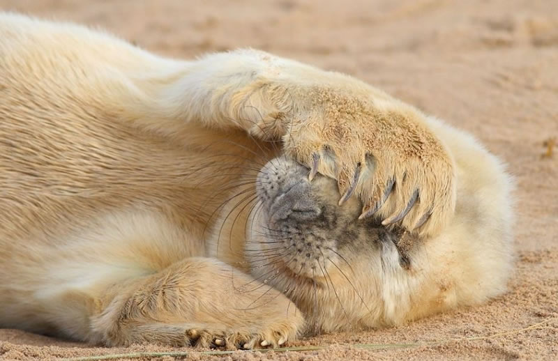 perierga.gr - Γλυκύτατα ζώα στην αγκαλιά του Μορφέα! perierga.gr - Γλυκύτατα ζώα στην αγκαλιά του Μορφέα!