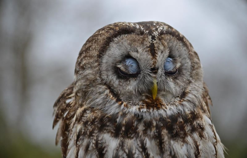 perierga.gr - Γλυκύτατα ζώα στην αγκαλιά του Μορφέα! perierga.gr - Γλυκύτατα ζώα στην αγκαλιά του Μορφέα!