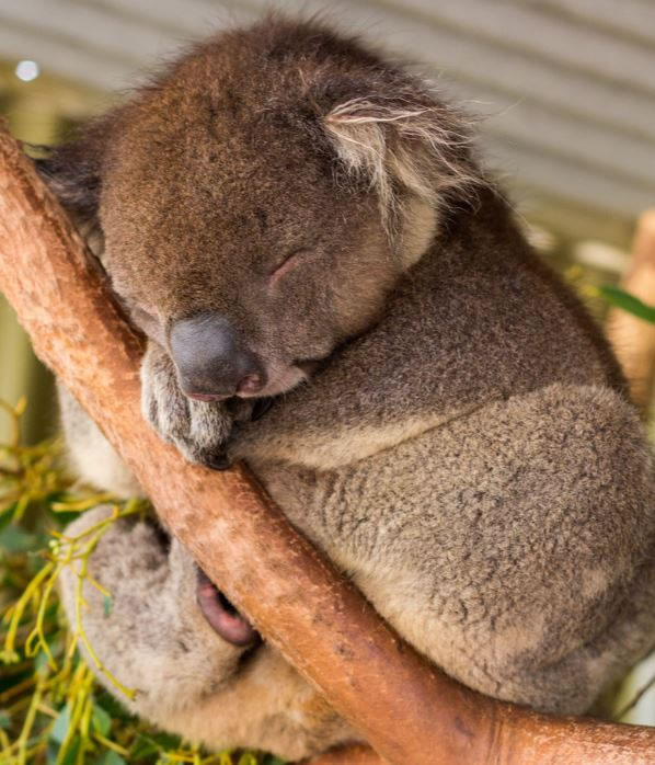 perierga.gr - Γλυκύτατα ζώα στην αγκαλιά του Μορφέα! perierga.gr - Γλυκύτατα ζώα στην αγκαλιά του Μορφέα!