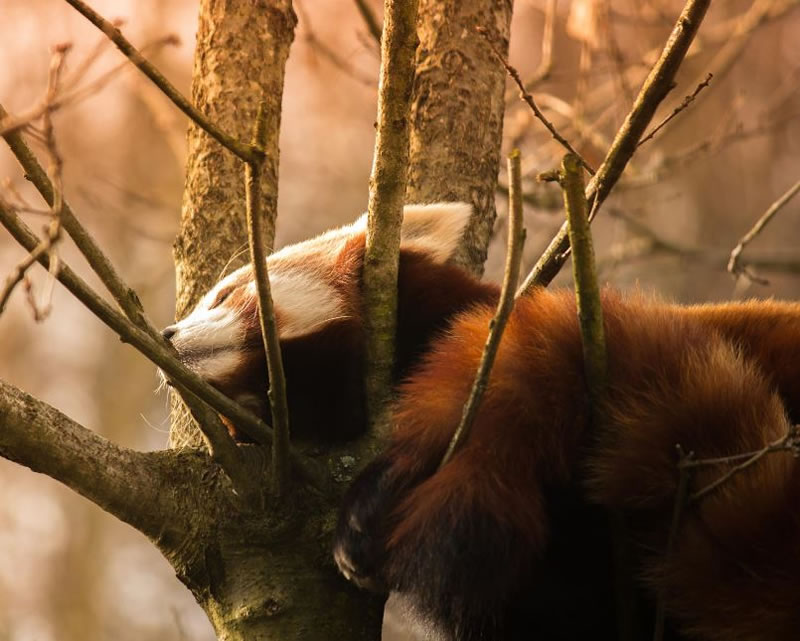 perierga.gr - Γλυκύτατα ζώα στην αγκαλιά του Μορφέα! perierga.gr - Γλυκύτατα ζώα στην αγκαλιά του Μορφέα!