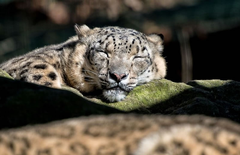 perierga.gr - Γλυκύτατα ζώα στην αγκαλιά του Μορφέα! perierga.gr - Γλυκύτατα ζώα στην αγκαλιά του Μορφέα!