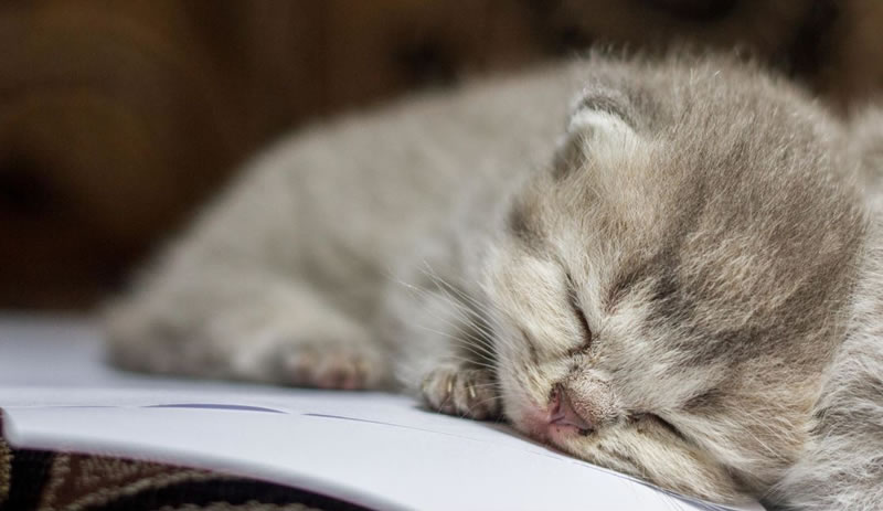 perierga.gr - Γλυκύτατα ζώα στην αγκαλιά του Μορφέα! perierga.gr - Γλυκύτατα ζώα στην αγκαλιά του Μορφέα!