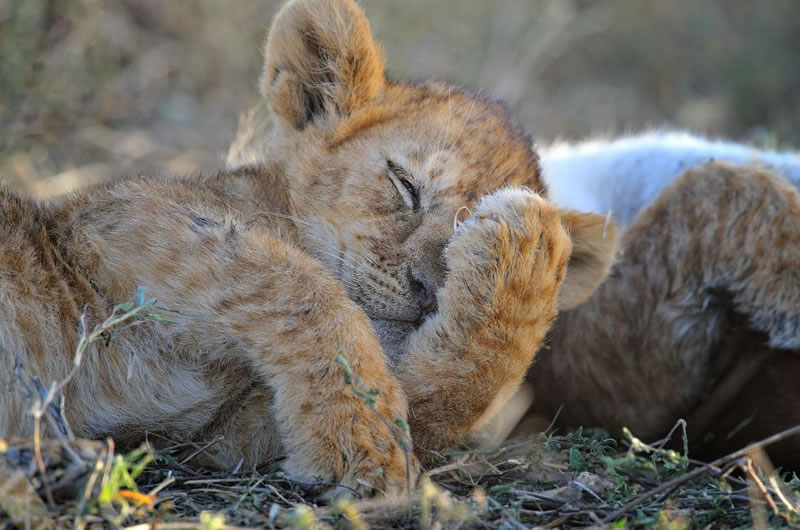 perierga.gr - Γλυκύτατα ζώα στην αγκαλιά του Μορφέα! perierga.gr - Γλυκύτατα ζώα στην αγκαλιά του Μορφέα!