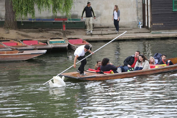 Perierga.gr - Ένας... αγανακτισμένος κύκνος Perierga.gr - Ένας... αγανακτισμένος κύκνος