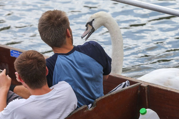 Perierga.gr - Ένας... αγανακτισμένος κύκνος Perierga.gr - Ένας... αγανακτισμένος κύκνος
