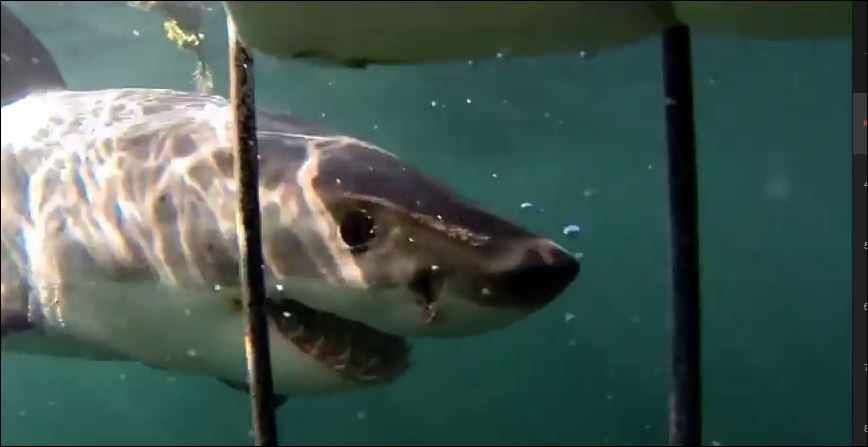 ΒΙΝΤΕΟ-Δύτης αντιμέτωπος με τα σαγόνια του καρχαρία