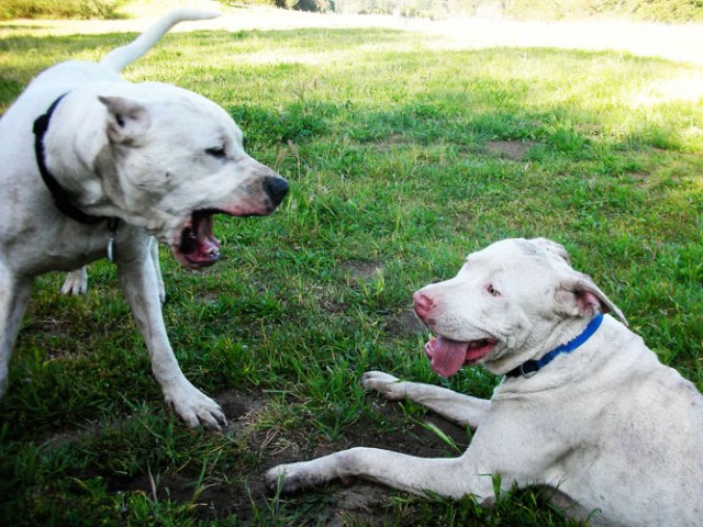Του πυροβόλησαν το σκυλί και υπέστη… έμφραγμα