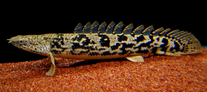 BINTEO-Τα ψάρια που βγαίνουν στη στεριά