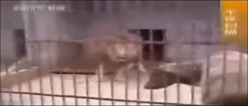 ΒΙΝΤΕΟ-Η αγελάδα που έκανε τα λιοντάρια να… τρέχουν