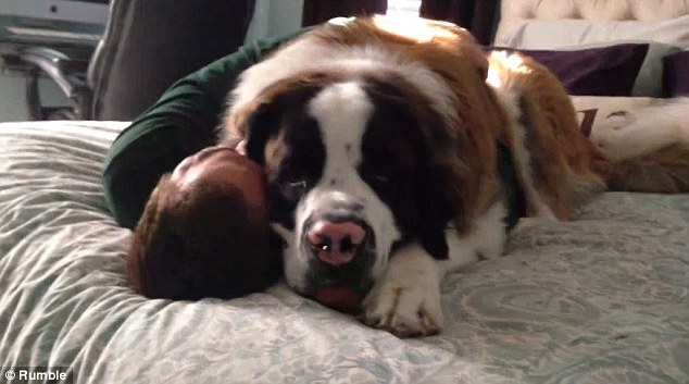 ΒΙΝΤΕΟ-Η “γιγαντιαία” αγκαλιά σκύλου στον ιδιοκτήτη του