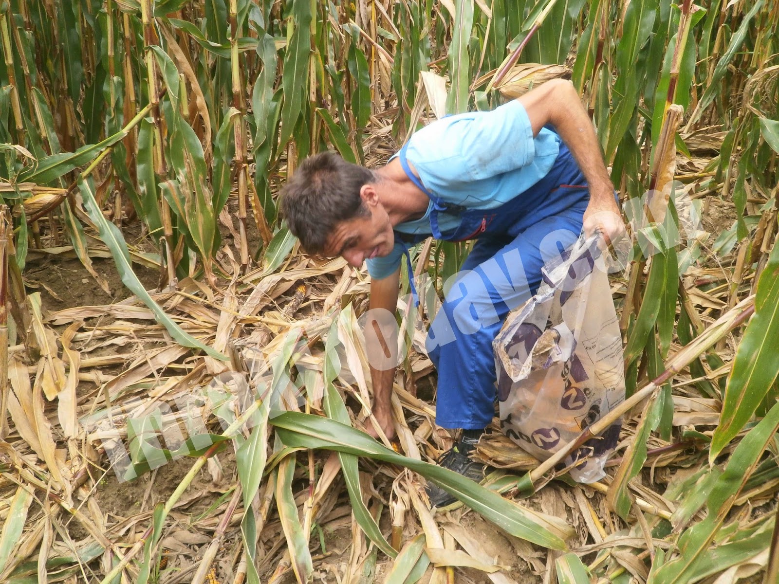 ΦΩΤΟ-Αγριογούρουνα ρημάζουν τις καλλιέργειες