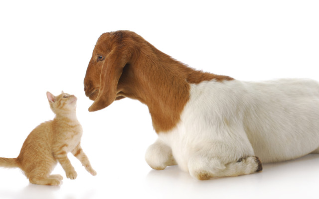 ΒΙΝΤΕΟ-Ζώα με κρίση… ταυτότητας