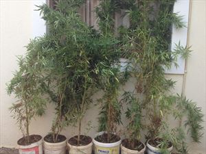 Ρέθυμνο-Δύο συλλήψεις για καλλιέργεια δενδρυλλίων κάνναβης