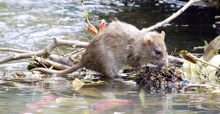Ανησυχία για τα κρούσματα λεπτοσπείρωσης στη Ζάκυνθο