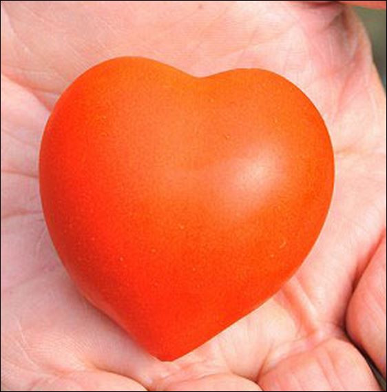 ΦΩΤΟ-Ντομάτες σε σχήμα… καρδιάς