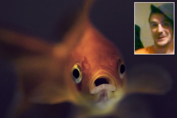 Σκότωσε τα χρυσόψαρα της πρώην του για την εκδικηθεί